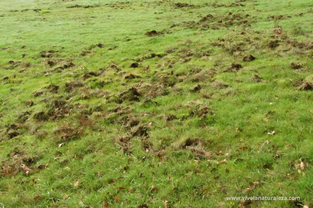 Rastros de animales: una pradera con la hierba levantada por jabalíes