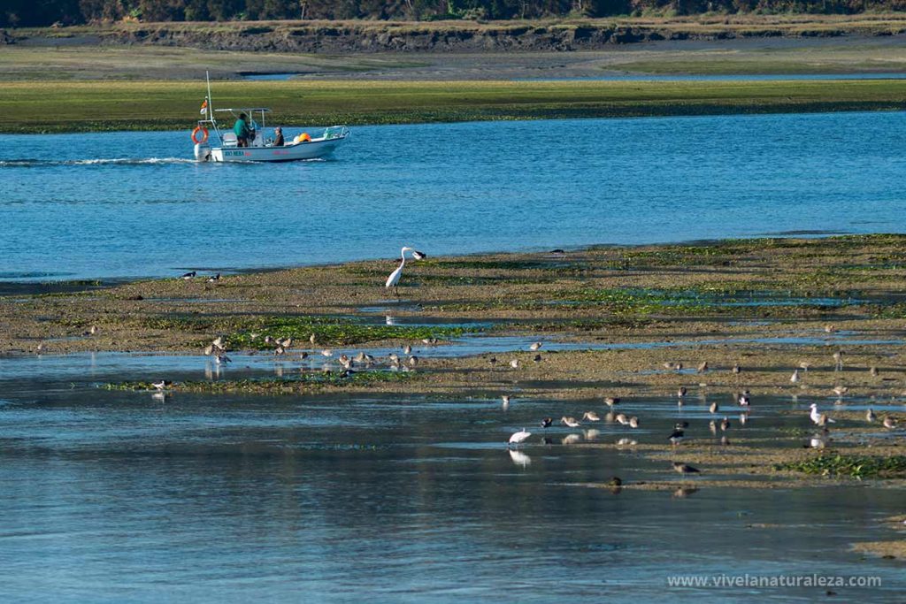 La ría de Ortigueira y Ladrido es una zona de visita obligada para los ornitólogos debido a la abundancia de especies de aves