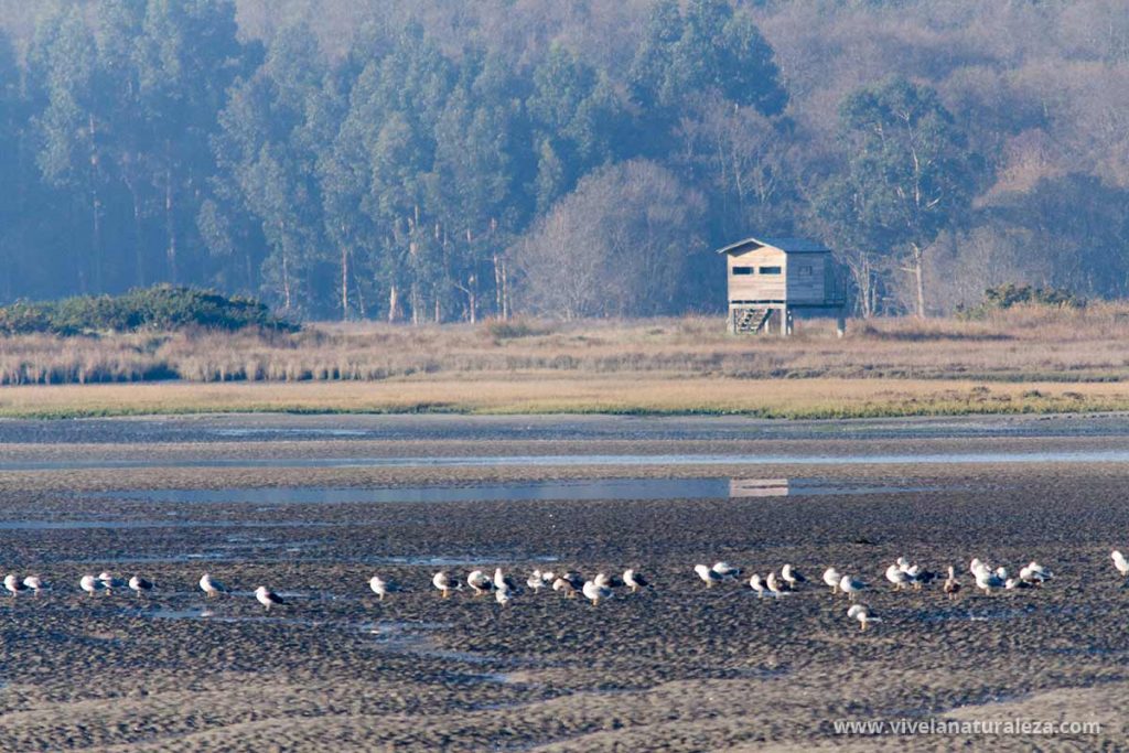 Pajaros en la ria de Oritgueira con un observatorio ornitologico detrás