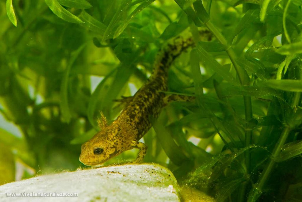Ejemplar joven de salamandra comun.