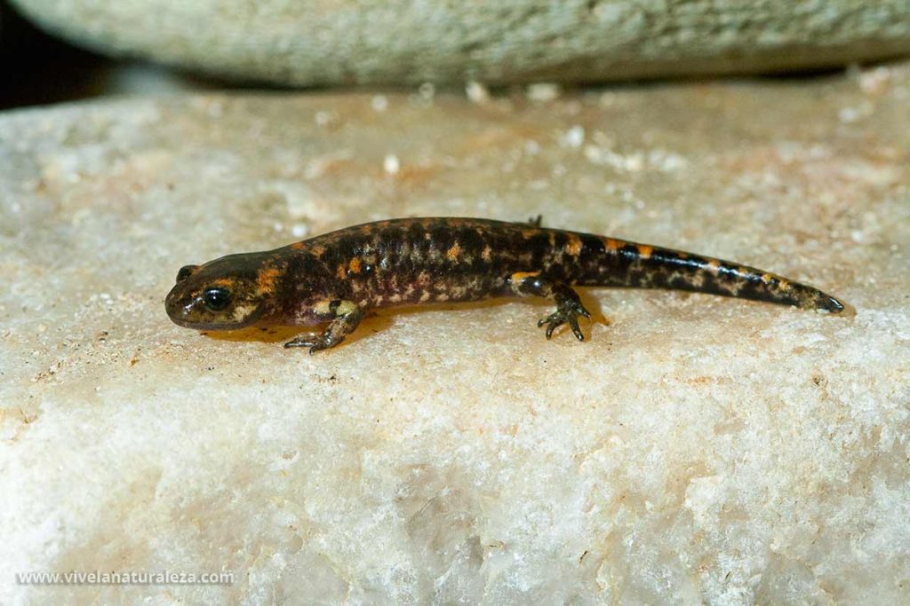 Salamandra comun recien metamorfoseada