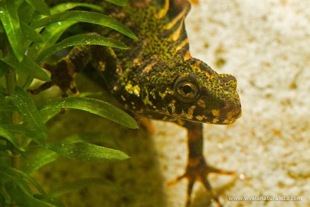 Tritón jaspeado - Triturus marmoratus