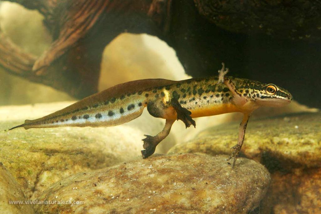 triton palmeado macho - Lissotriton helveticus