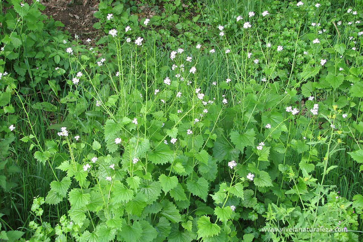 Semi Di Alliaria Petiolata - 200 Semi Aromatici Per Il Tuo Orto - Foto 9