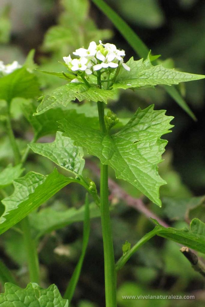 Vista de las hojas y las flores de la aliaria (Alliaria petiolata, Alliaria officinalis)