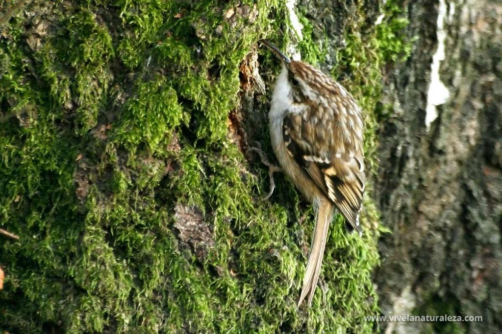Agateador común - Certhia brachydactyla