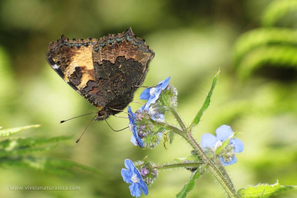 Mariposa ortiguera con las alas cerradas (Aglais urticae, Nymphalis urticae)