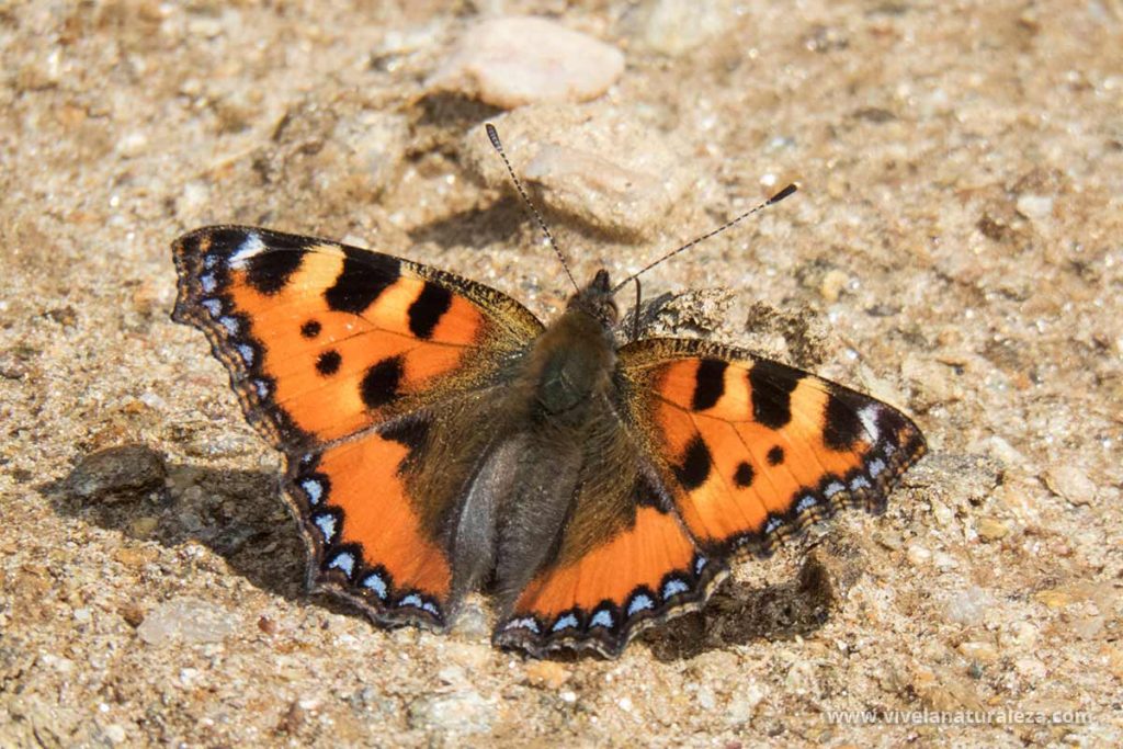 Mariposa ortiguera con las alas abiertas (Aglais urticae, Nymphalis urticae)