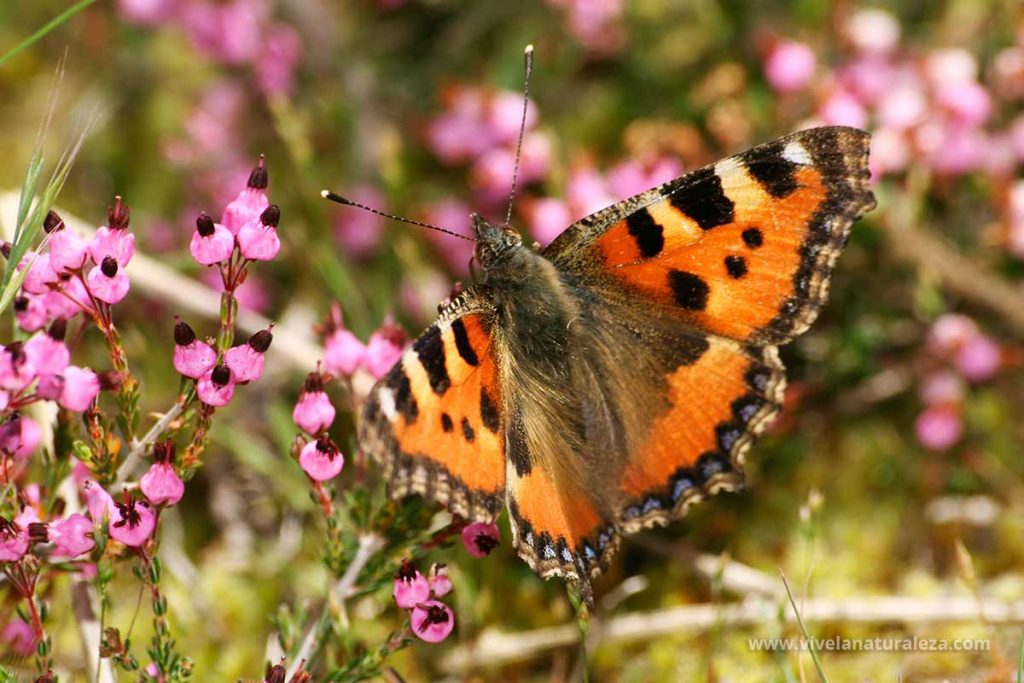 mariposa ortiguera (Aglais urticae)