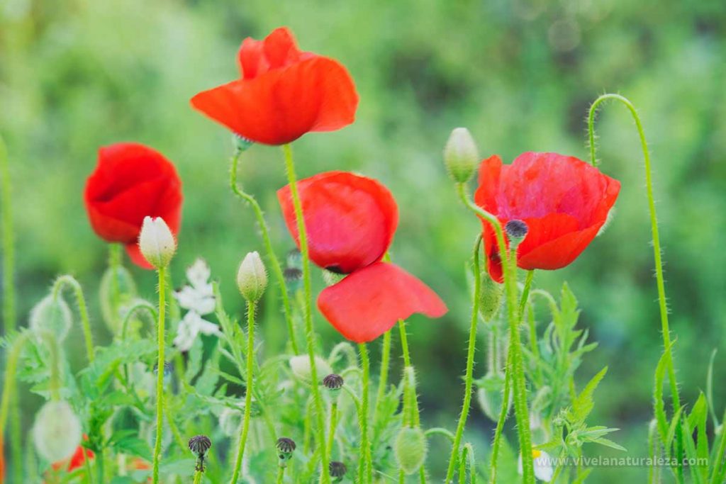 Plantas de amapola (Papaver rhoeas)