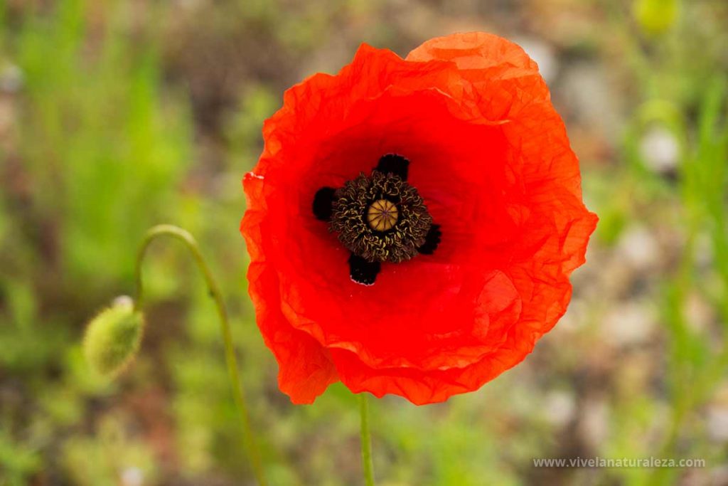 Flor de la amapola (Papaver rhoeas)