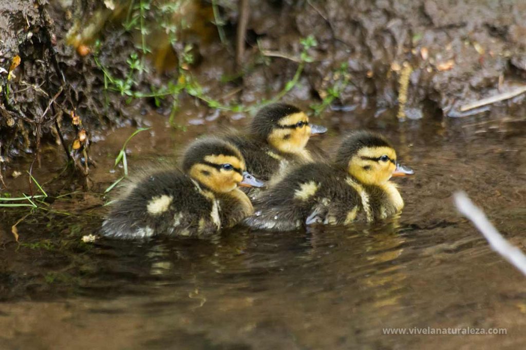Polluelos de anade real o azulon- Anas platyrhynchos