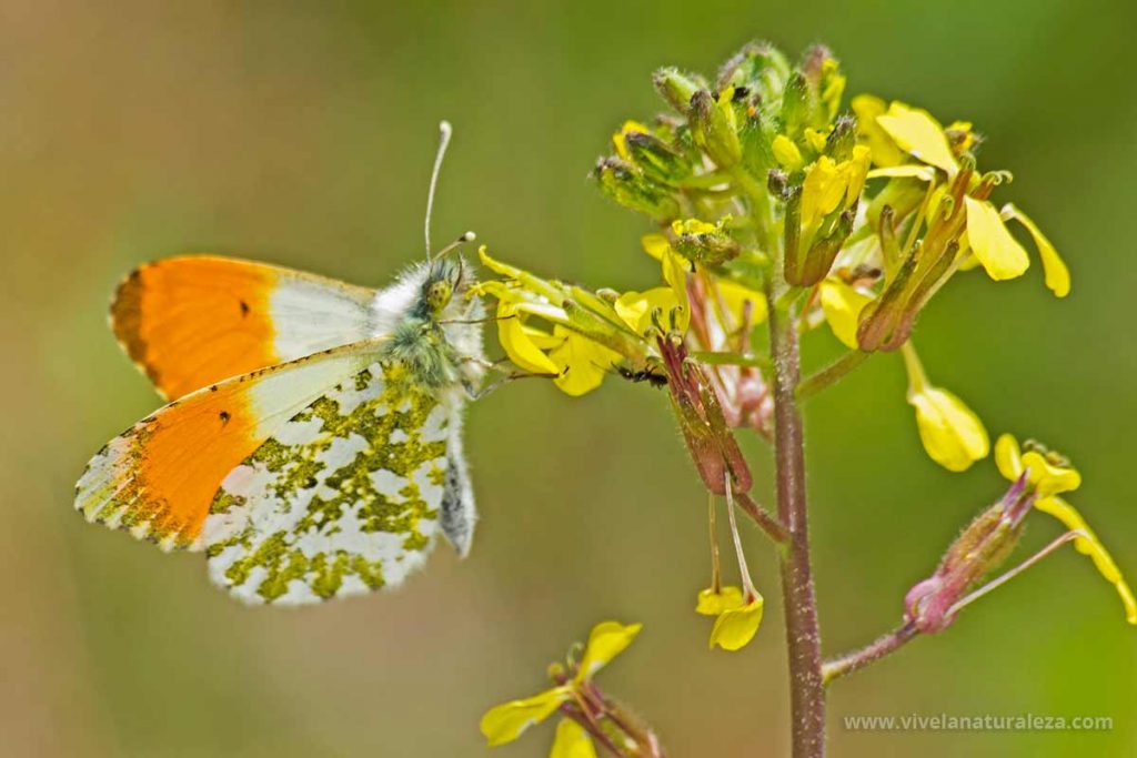 mariposa aurora (Anthocharis cardamines)