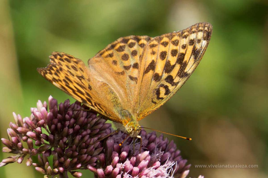 Mariposa nacarada hembra (Argynnis paphia)