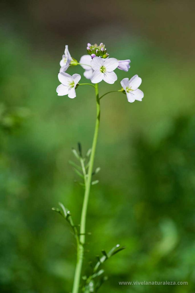 Berro de prado (Cardamine pratensis) en flor. También se conoce como mastuerzo de prado.
