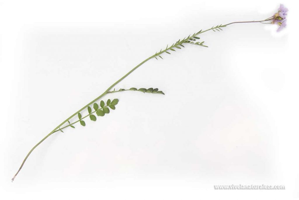 Planta de berro de prado o mastuerzo de prado (Cardamine pratensis) sobre fondo blanco