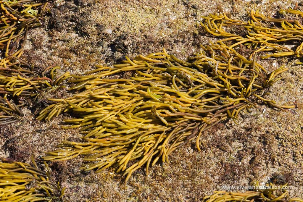 Bifurcaria bifurcata