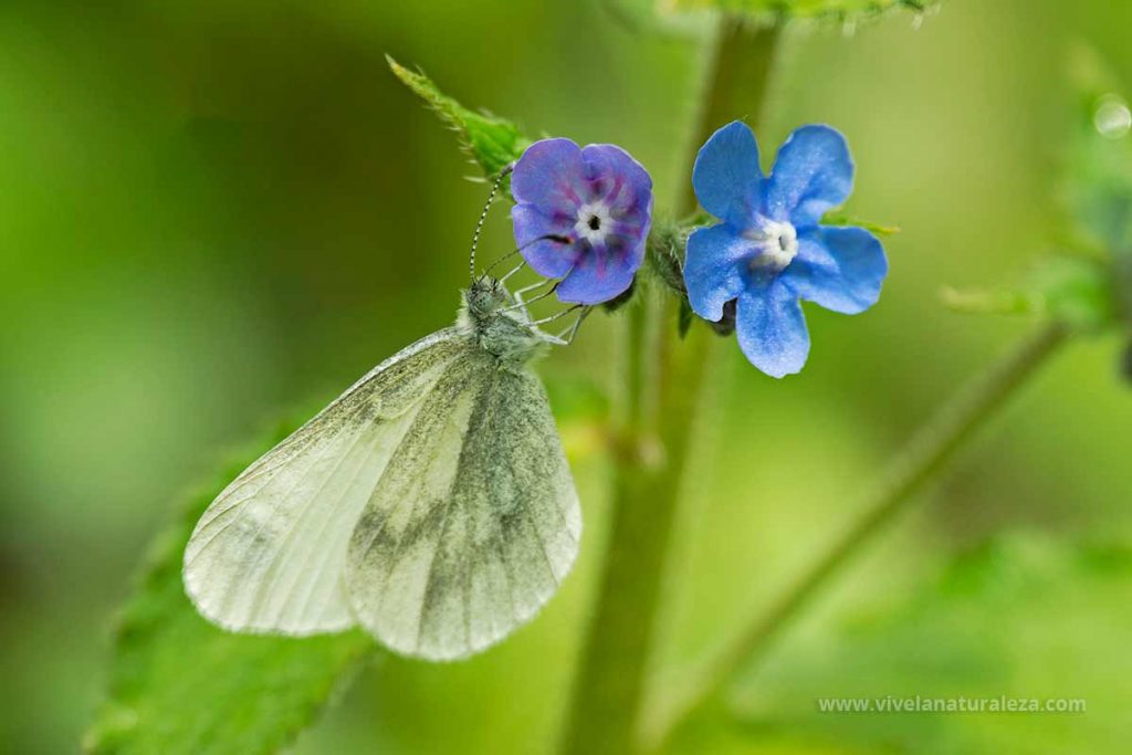Leptidea sinapis – Blanca esbelta