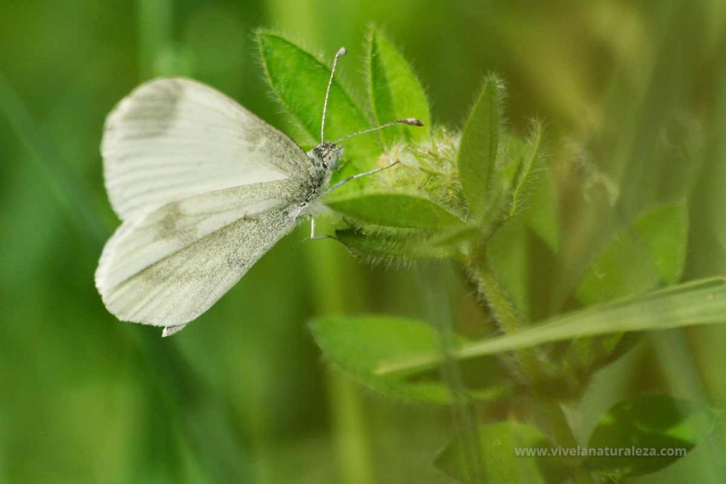 Mariposa blanca esbelta macho (Leptidea sinapis)