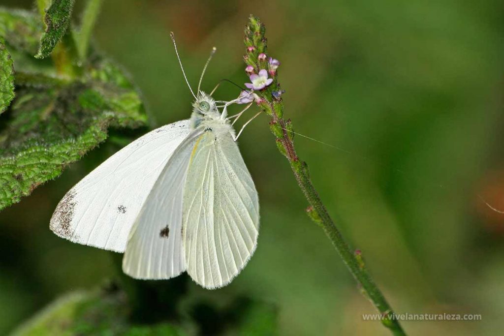 Mariposa blanquita de la col macho (Pieris rapae, artogeia rapae)