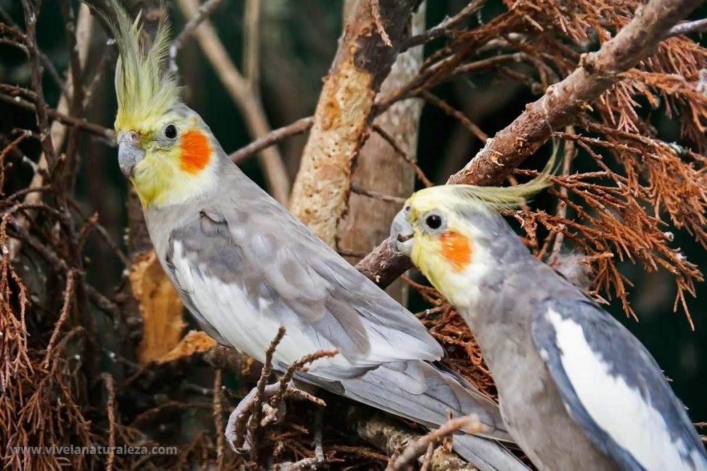 Cacatúa ninfa - Nymphicus hollandicus