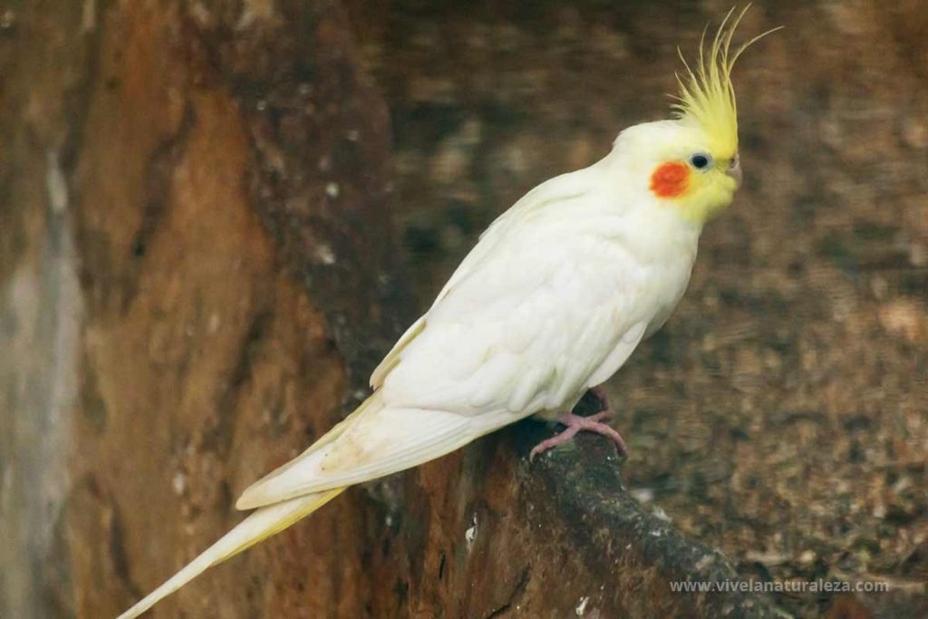 cacatua ninfa o cotorrita ninfa de color blanco (Nymphicus hollandicus)