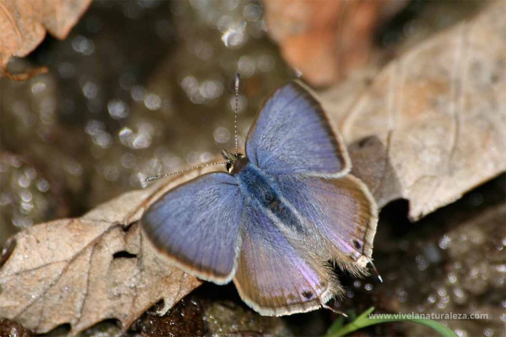 Macho de la de la mariposa canela estriada (Lampides boeticus)