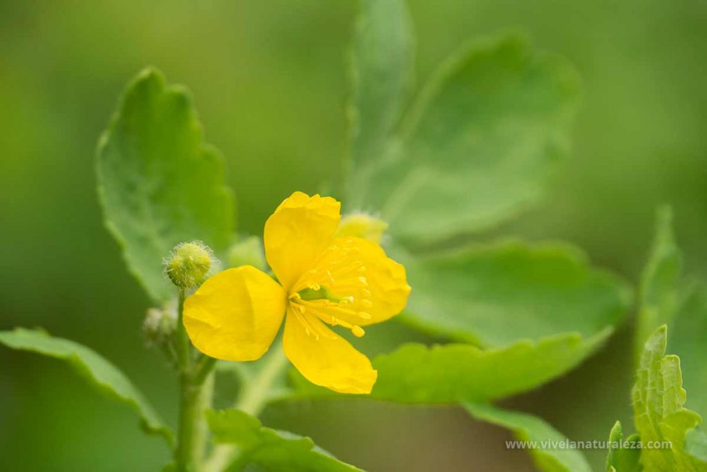 celidonia mayor (Chelidonium majus)