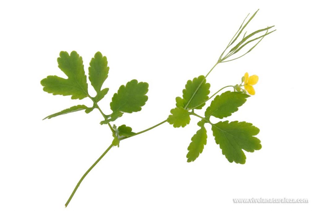 celidonea mayor (Chelidonium majus) contra un fondo blanco Esta planta medicinal también se conoce como verruguera, hierba verruguera, hierba de las golondrinas o golondrinera.
