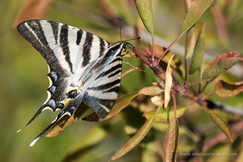 Mariposa chupaleche o podalirio (Iphiclides podalirius) posada en una planta