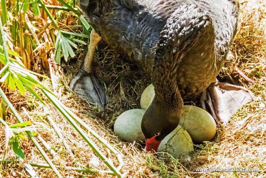 Cisne negro (Cygnus atratus) en su nido y con sus huevos