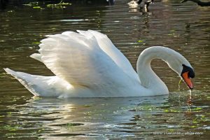 Cisne blanco - Cygnus olor