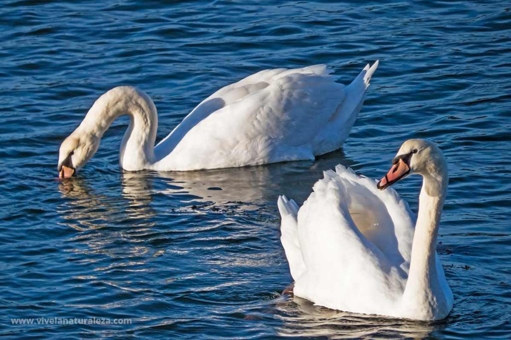 Adultos de cisne blanco (Cygnus olor) tambien llamado cisne mudo o cisne vulgar