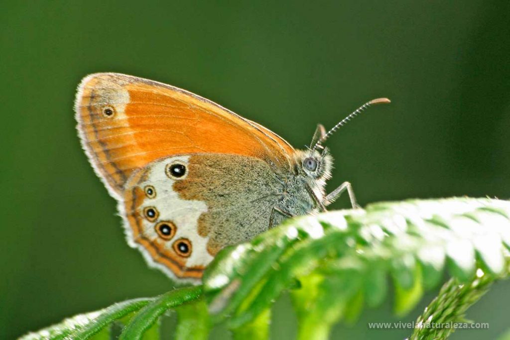 mariposa ninfa perlada (Coenonympha arcania)