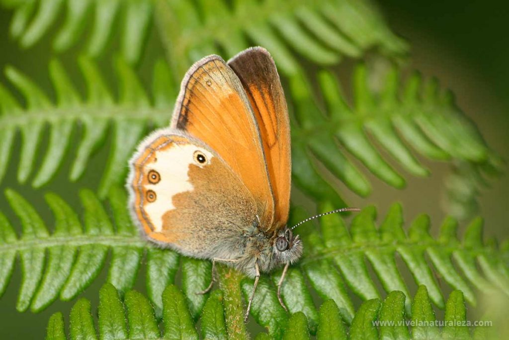mariposa ninfa perlada o mancha leonada (Coenonympha arcania)