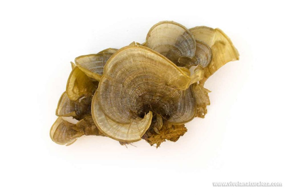 Alga cola de pavo (Padina pavonica ) sobre fondo blanco