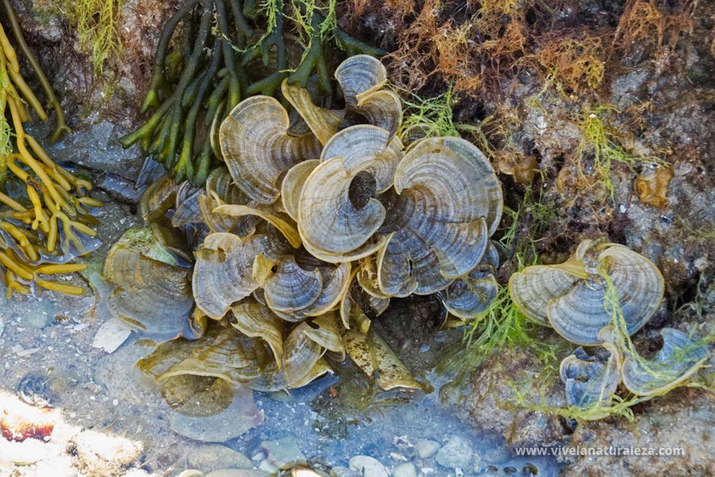 Alga cola de pavo (Padina pavonica) en su hábitat natural.