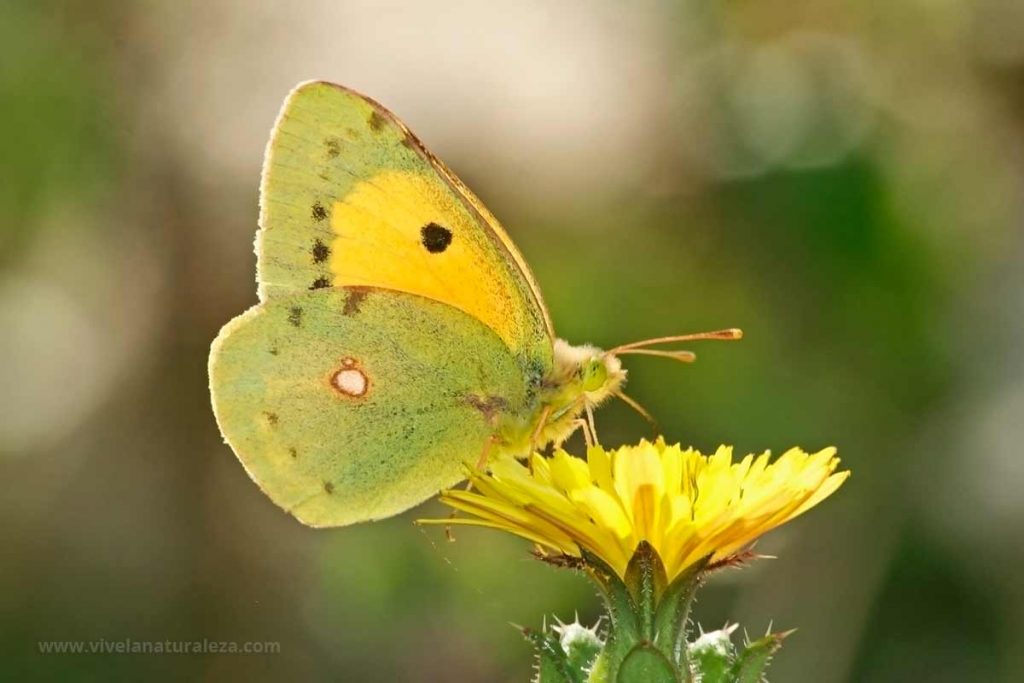 Macho de Colias comun (Colias Crocea, Colias croceus)