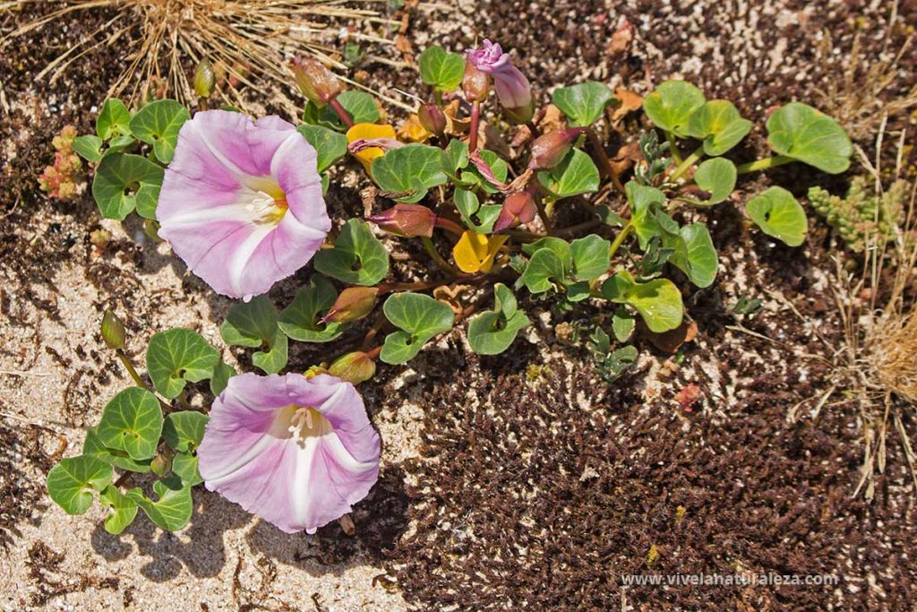 correhuela marina (Calystegia soldanela)