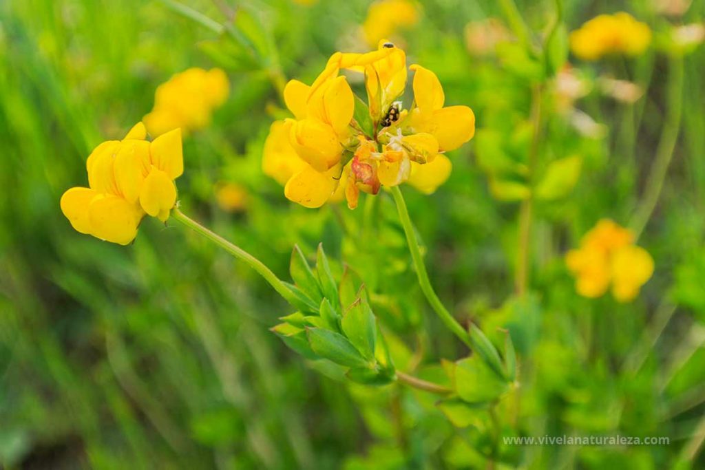 cuernecillo (Lotus corniculatus)