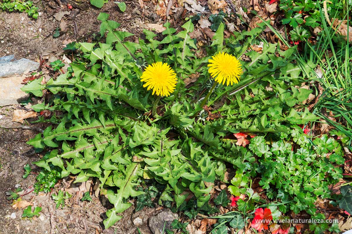 Diente de león Taraxacum officinale Vive la Naturaleza