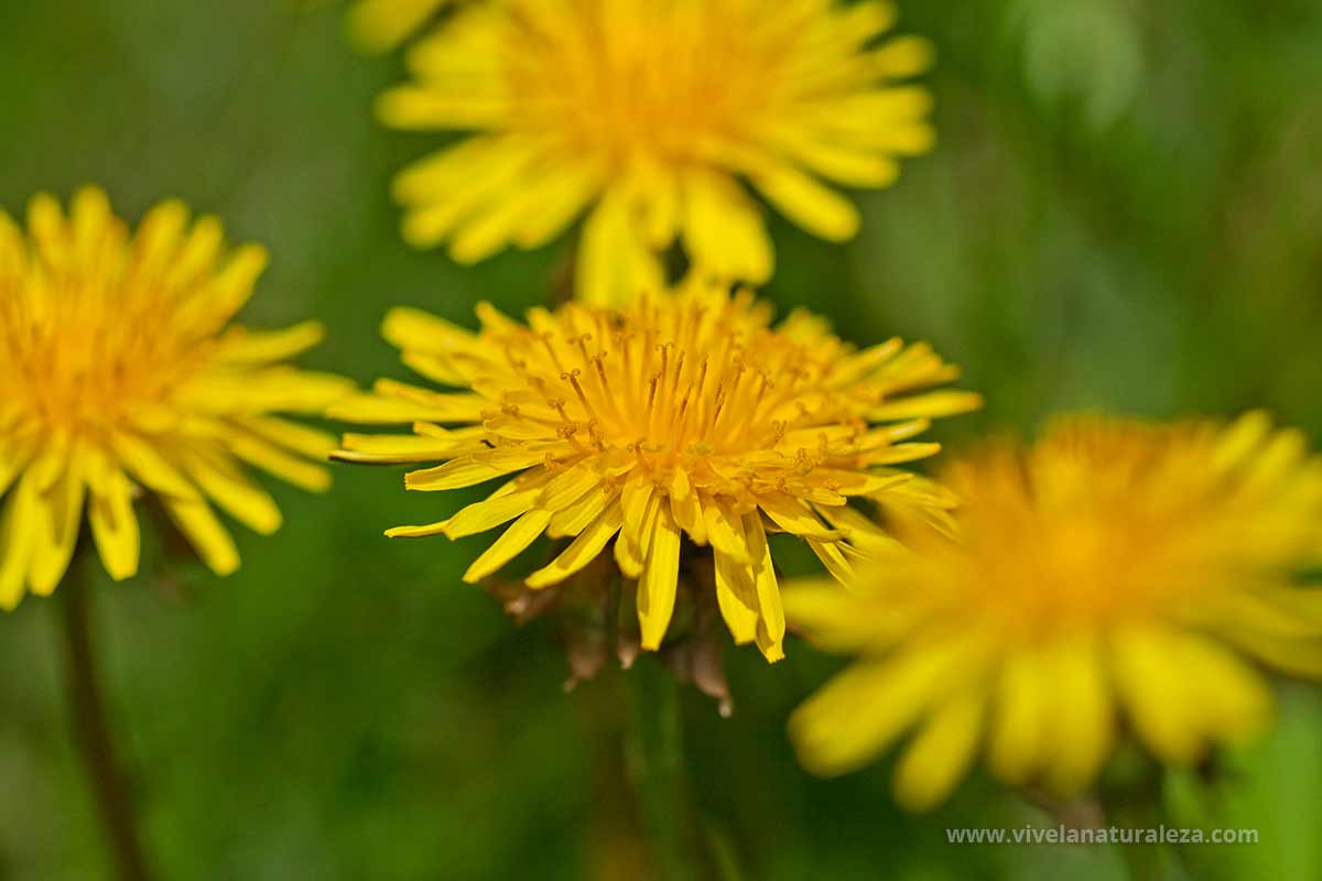 Diente de león - Taraxacum officinale - Vive la Naturaleza