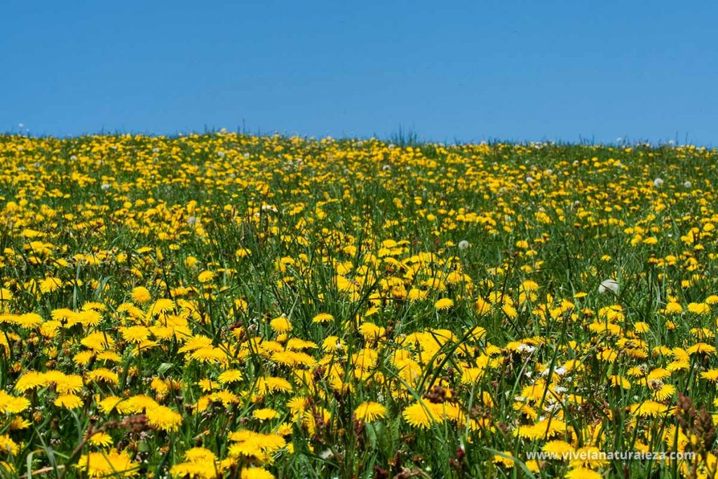 Pradera repleta de flores de diente de leon (Taraxacum officinalis) También llamado achicoria amarga o amargon