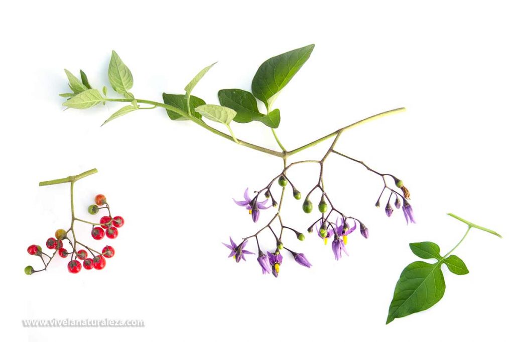 Hojas, flores y fruto de dulcamara (Solanum dulcamara) sobre fondo blanco