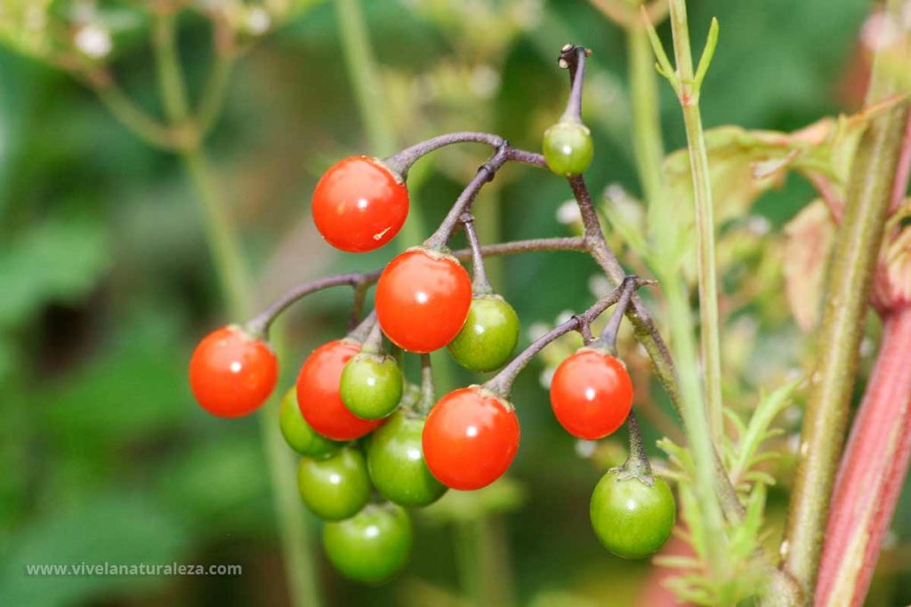 Bayas de dulcamara (Solanum dulcamara) inmaduras, de color verde, y maduras, de color rojo