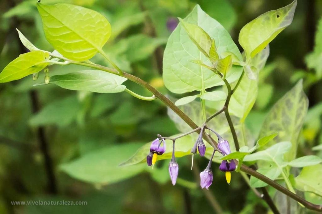 Planta y flores de dulcamara (Solanum dulcamara)