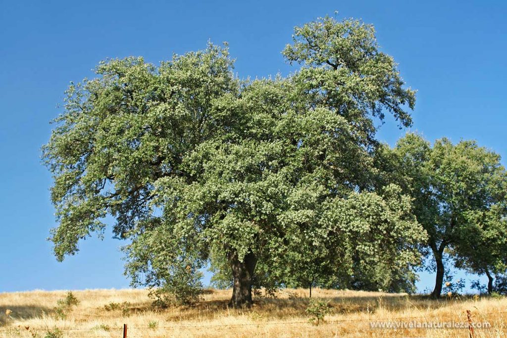 Vista del árbol de la encina (Quercus ilex)