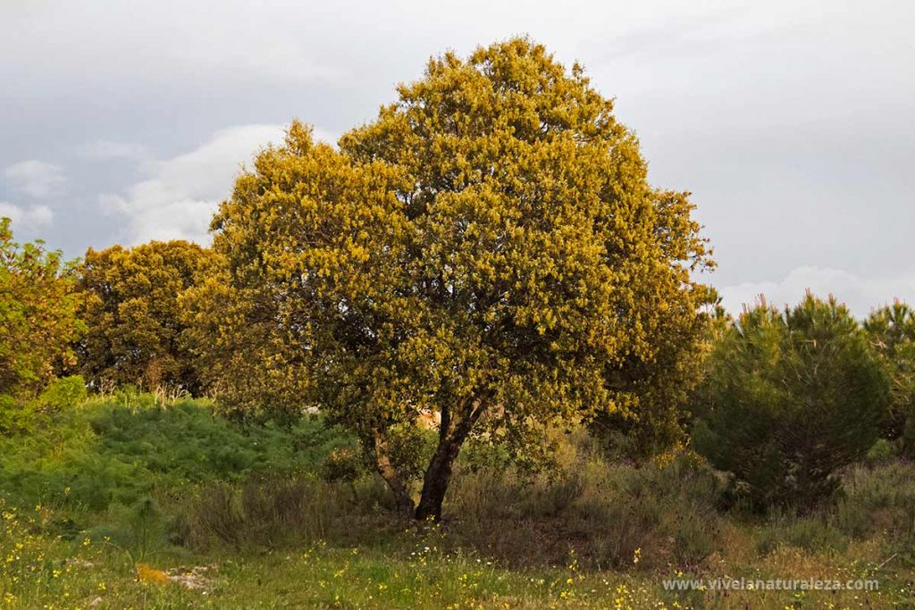 Encina )Quercus ilex) en flor