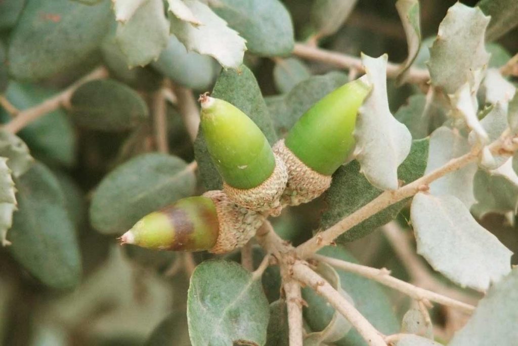 La bellota, el fruto de la encina (Quercus ilex)