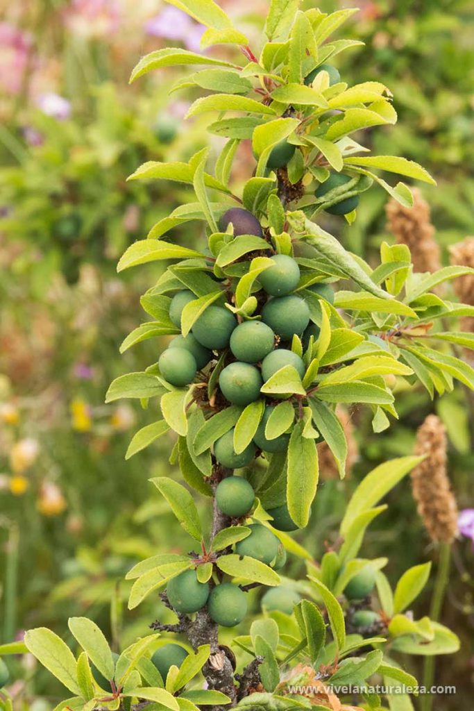 Endrinas verdes (Prunus spinosa)